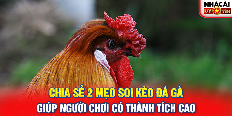 Chia sẻ 2 mẹo soi kèo đá gà giúp người chơi có thành tích cao