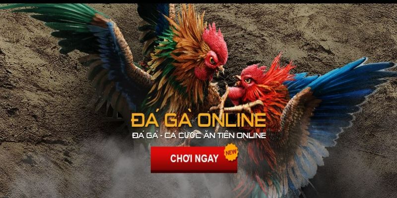 Các bộ môn đá gà online được yêu thích