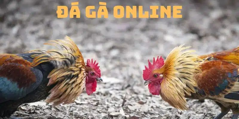 Cược đá gà online với hàng nghìn trận chiến mãn nhãn