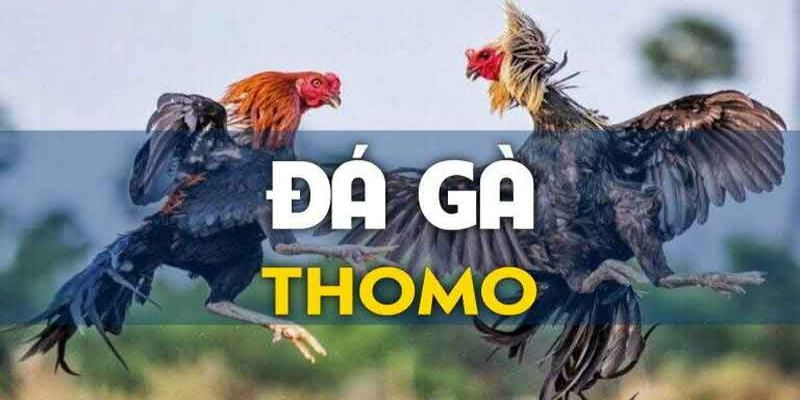 Cá cược đá gà Thomo nổi danh, siêu ăn khách năm 2024