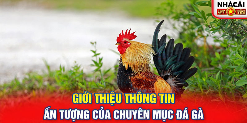 Giới thiệu thông tin ấn tượng của chuyên mục đá gà