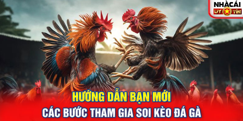 Hướng dẫn bạn mới các bước tham gia soi kèo đá gà