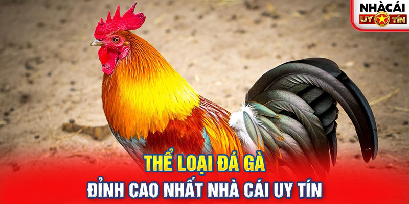 Thể loại đá gà đỉnh cao nhất NHÀ CÁI UY TÍN